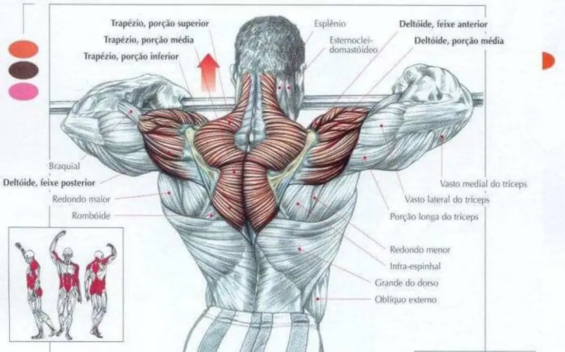 Desenho muscular de homem realizando a remada alta.