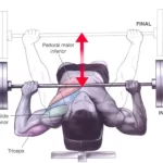 Supino Reto: 8 variações para desafiar seus músculos no treino!